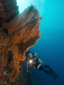 Reefscape in Cabilao by Alex Varani 